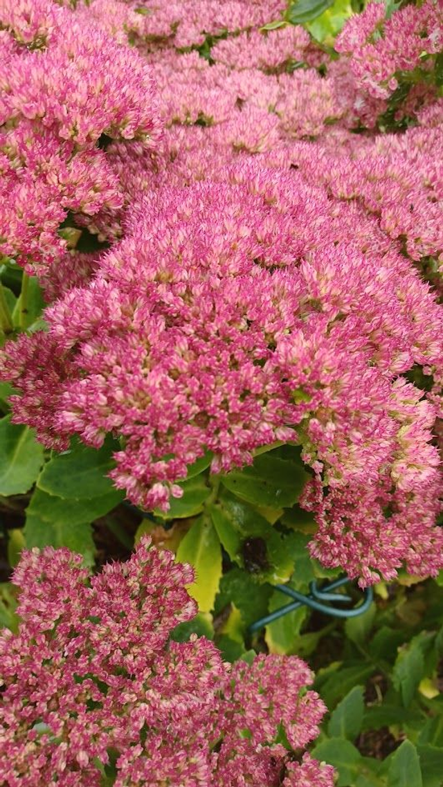 Sedum spectabile