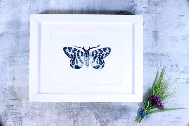 Drypoint Print: Amphicallia Bellatrix Butterfly