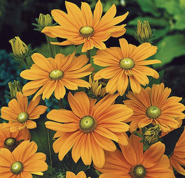 Rudbeckia Irish Spring