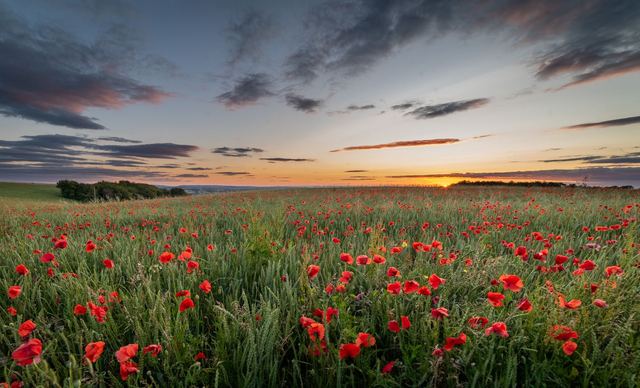 Sunset Poppies