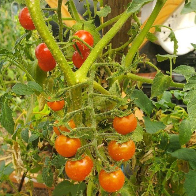 Tomate cerise rouge Miel du Mexique