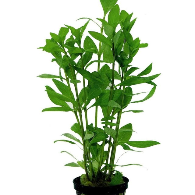 AP Hygrophila Polysperma 8715897272387