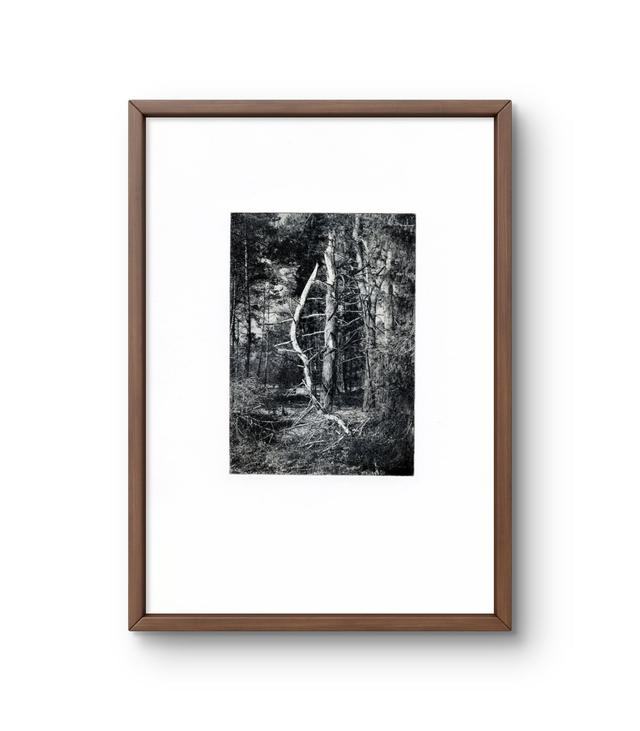 A4 skeleton tree photogravure handprint framed  