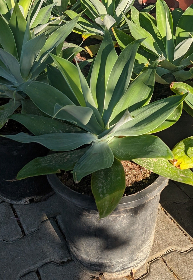 Agave Attenuata