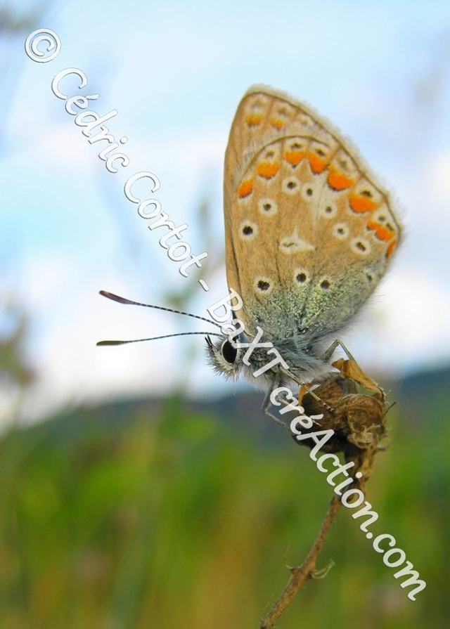 2 - Carte postale - Le petit monde du Vivant (Ref IMG_4264)