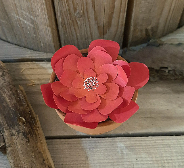 Baby plante &quot;Poule&quot;