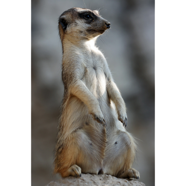 Suricate - Ref : 7340