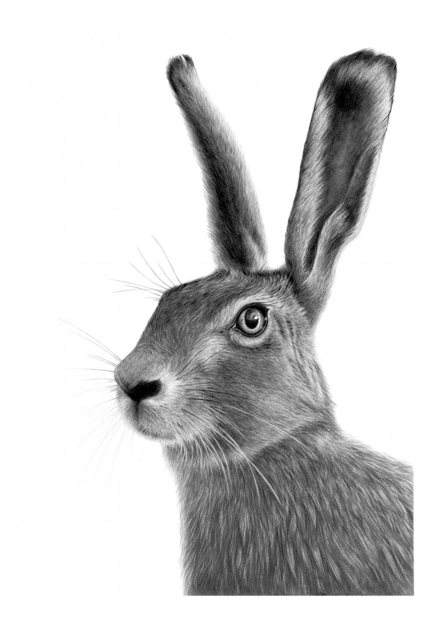 Hare Limited Edition Print