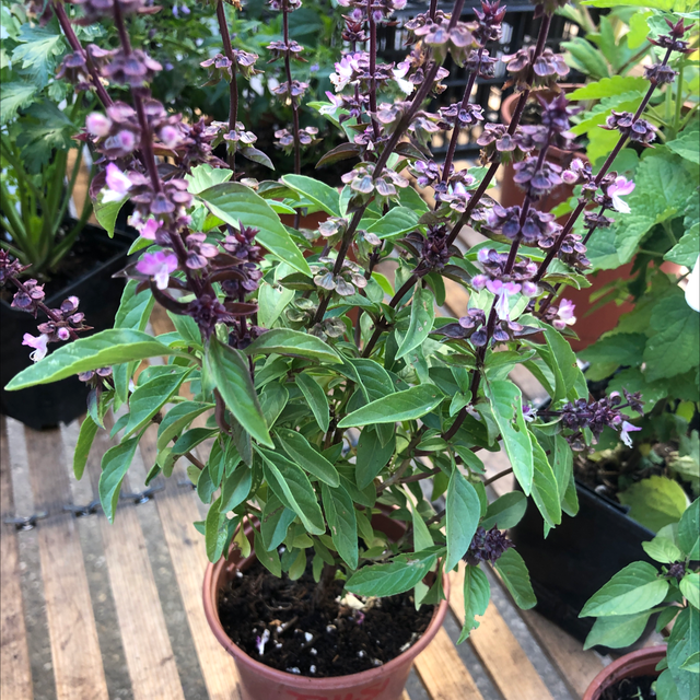 Basilic Tulsi 