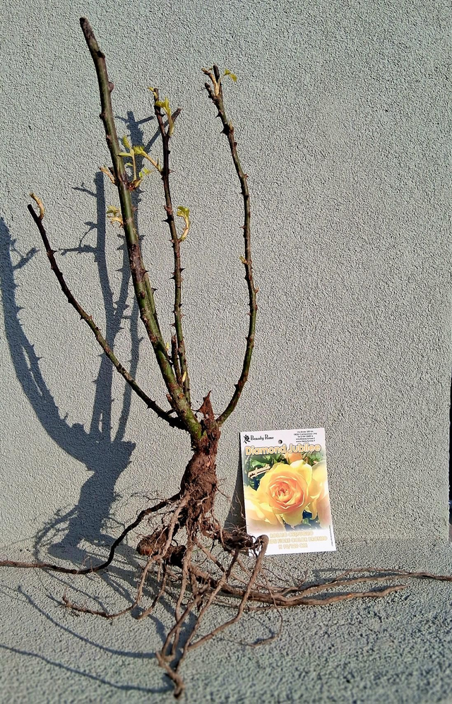 T09 . Rosa a radice nuda