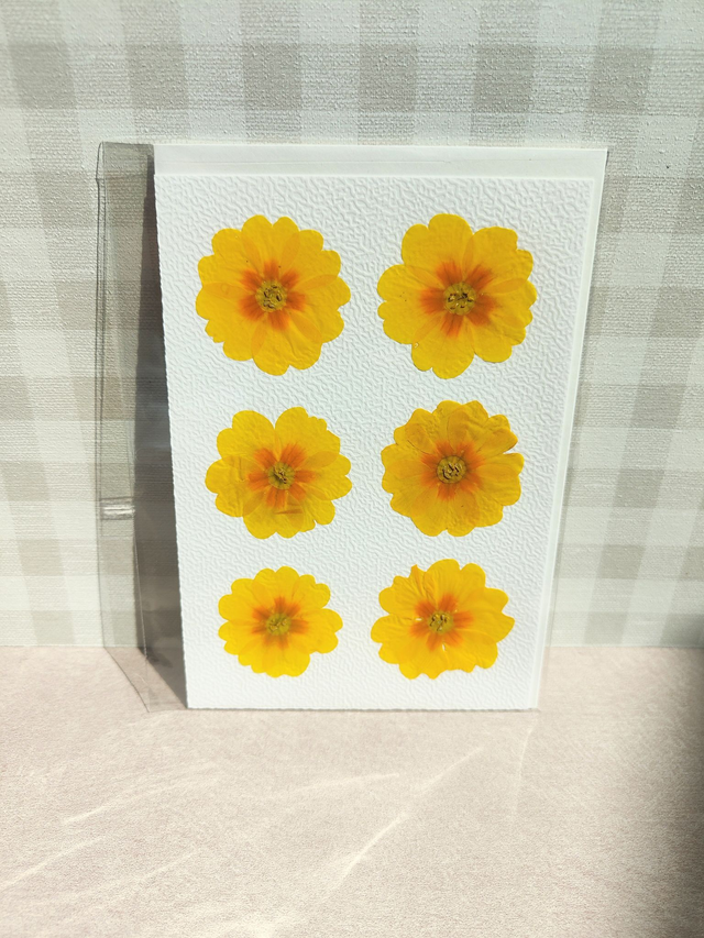 Carte primevères jaunes avec fleurs pressées
