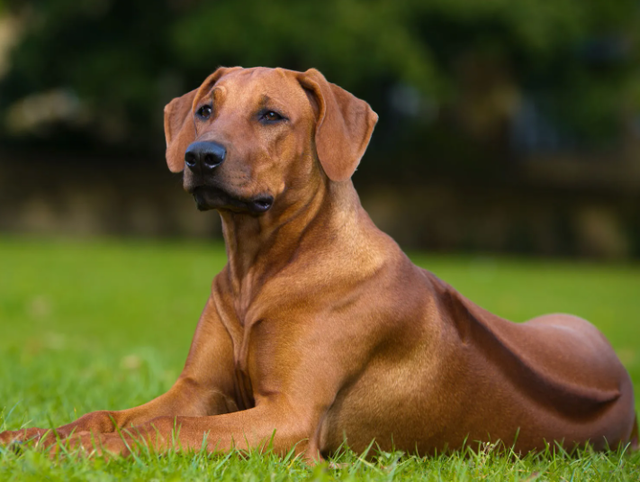 Large size A5 210 x 148 mm. 20 cards for £35.99 including envelopes. POST FREE G.B. mainland.