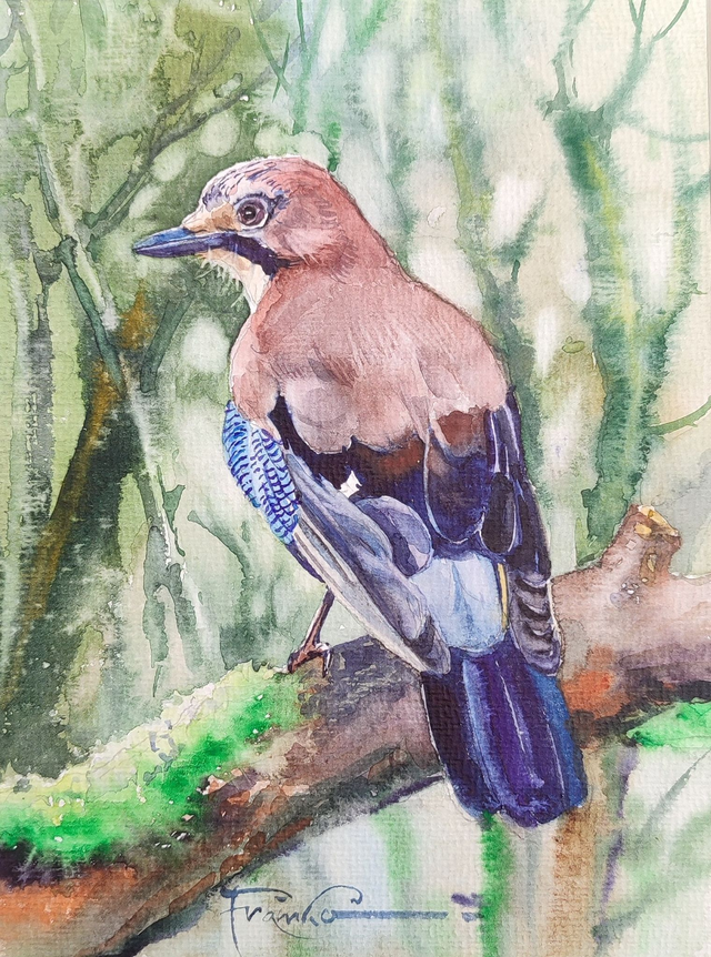 Sójka, 35x28 (24x18 w świetle passe-partout) akwarela 2025