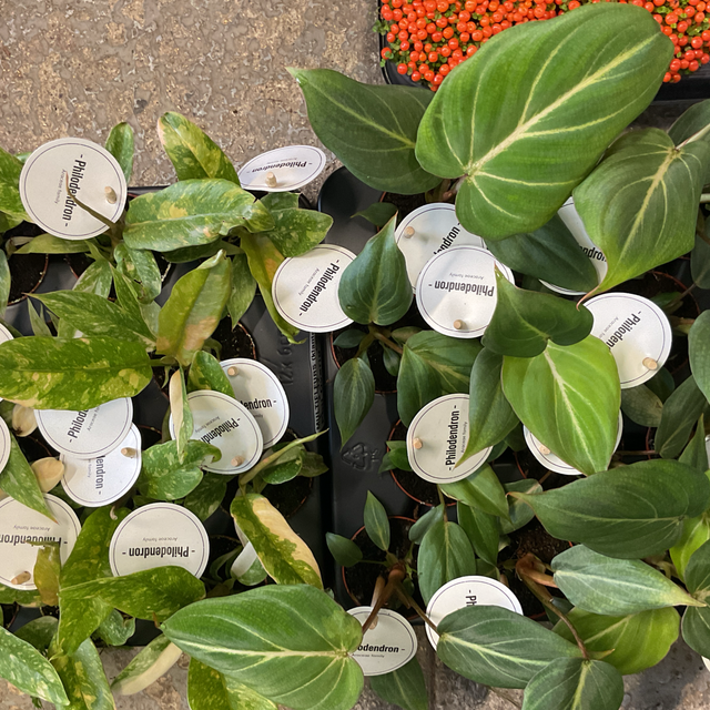 Philodendron Overig