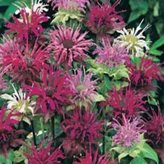 Bergamot &amp; Wild Poppy 