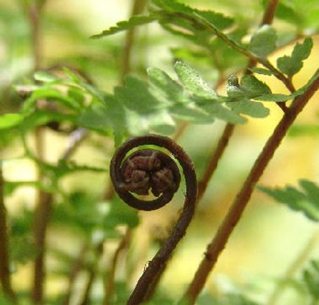 Athyrium vidalii plug plant