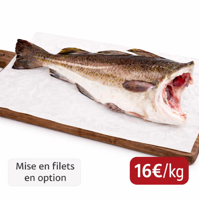 Cabillaud vidé étêté - Pièce de 2,5 kg 