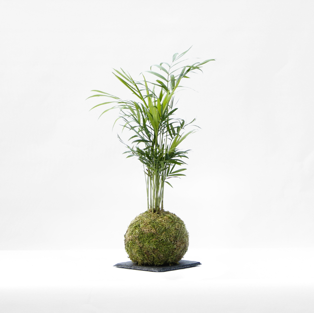 Chamaedorea Kokedama 