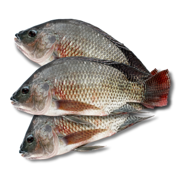 Fresh Tilapia- big size (gutted and scaled) 