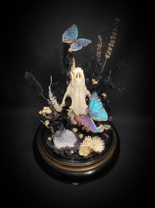 Diorama Papillons, Crâne de Renard et Célestine 