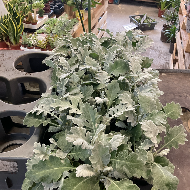 Senecio