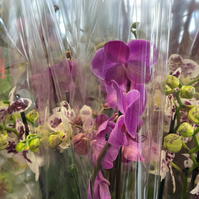 Orchidée phaleanopsis