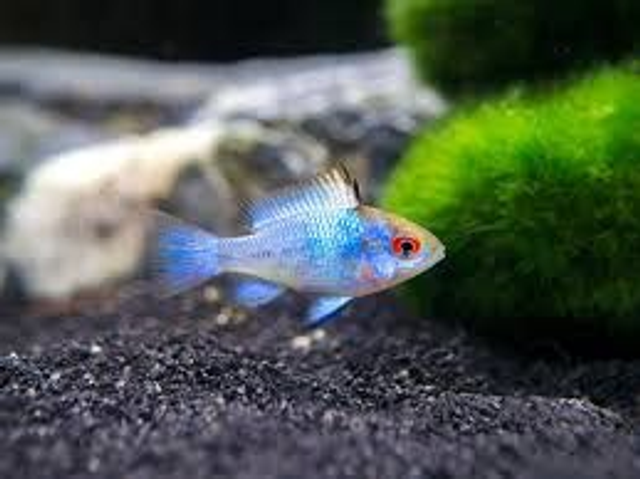 Electric Blue Ramirezi