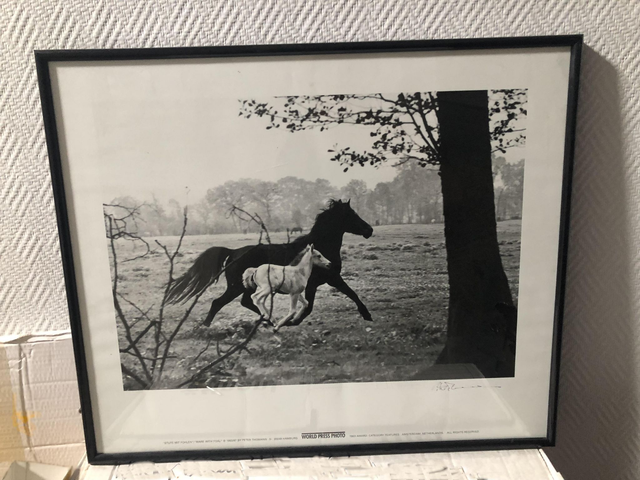 VERKAUFT: Fotodruck "Stute mit Fohlen", mit Rahmen 50 x 60 cm, signiert