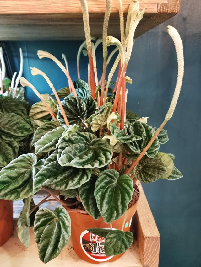 Peperomia Lillian in 12cm pot 