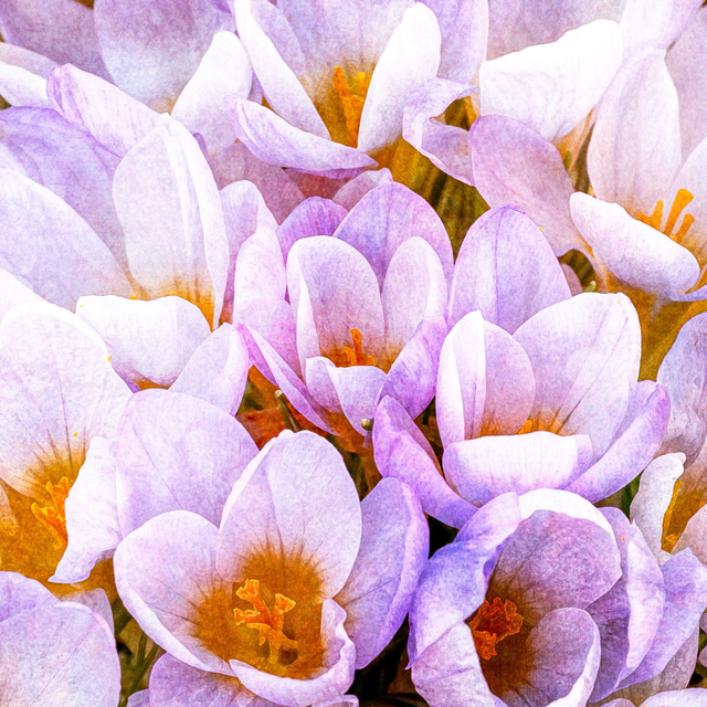Crocus
