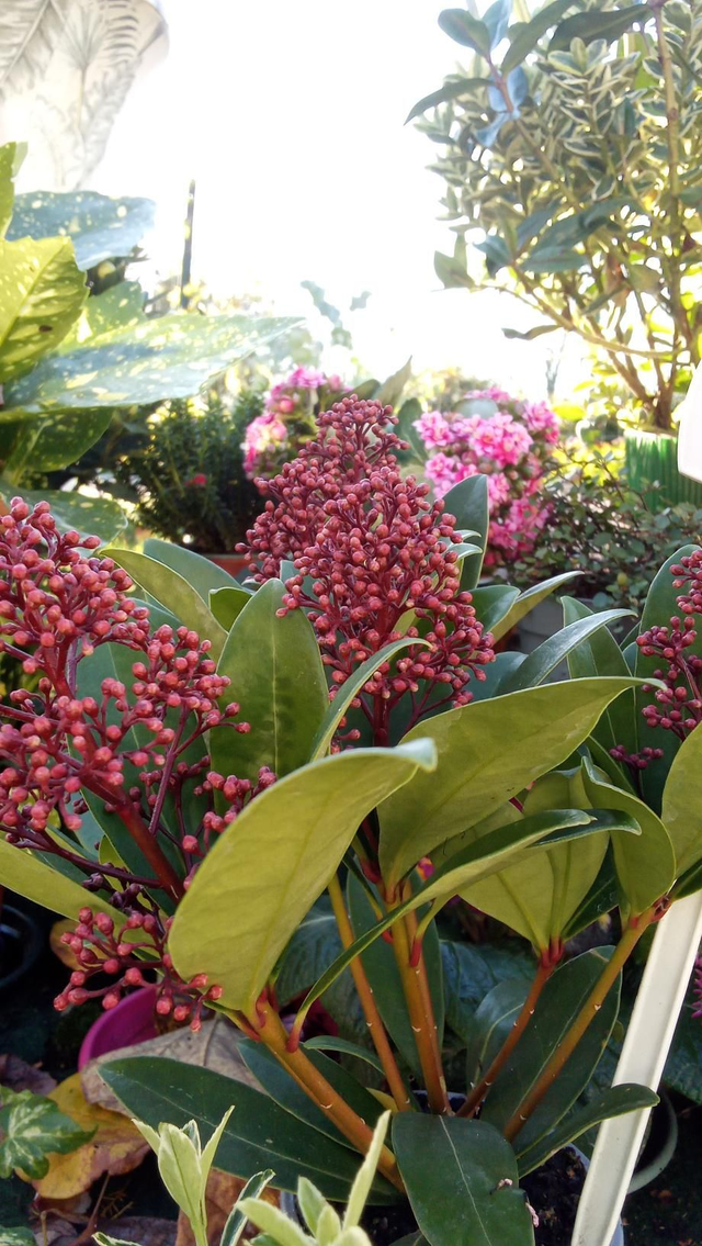 Skimmia 9