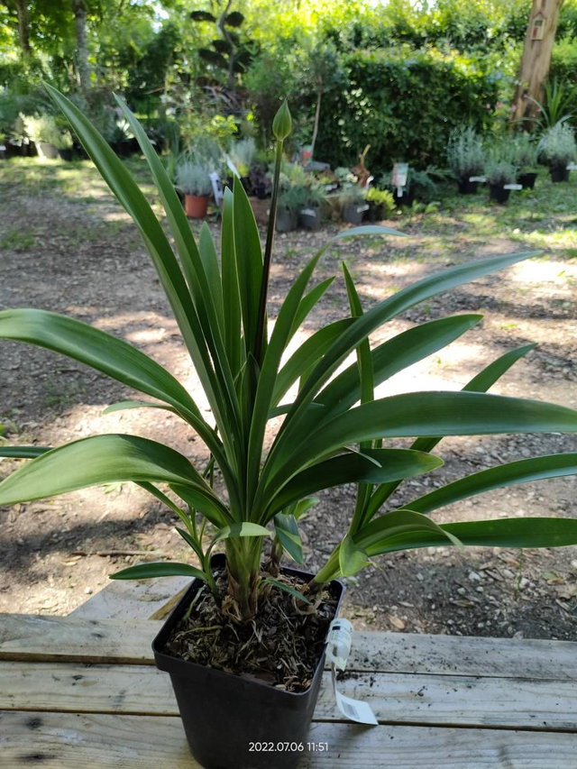 Agapanthus "Black Magic" - C2l