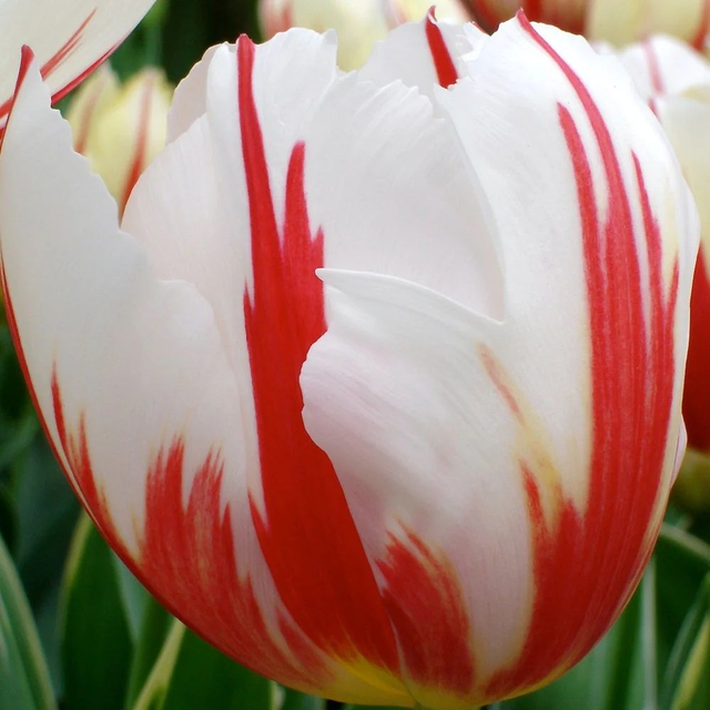 Tulipe Triomphe Carnaval de Rio – Bulbes à fleurs