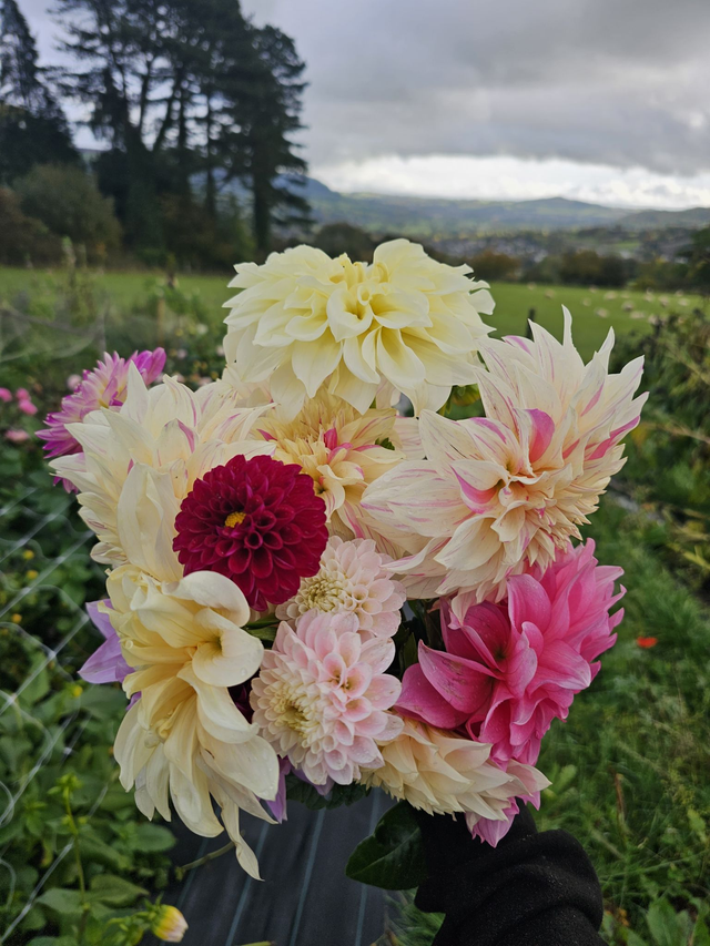 Cut and Create a Vase of Dahlias ~ Wednesday 20th August - 5pm - 8pm