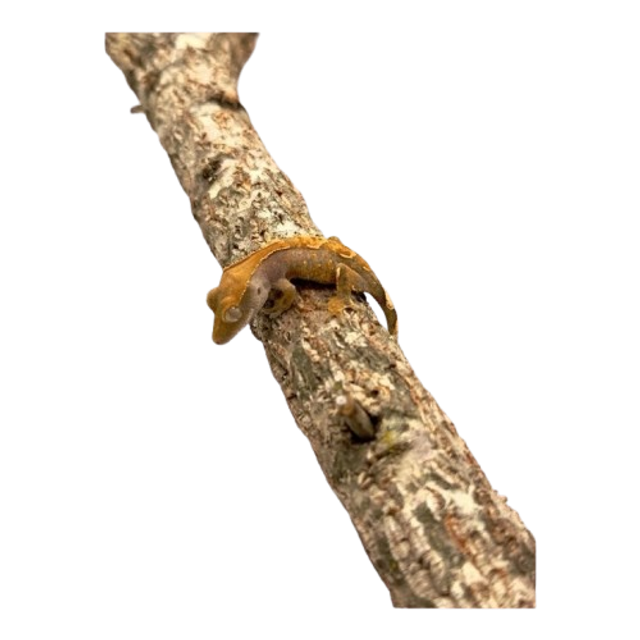 Correlophus ciliatus - gecko à crête non sexé