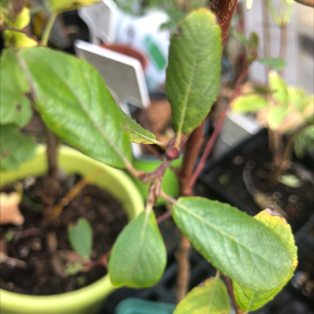 Saule à feuille d’Olivier Marsault