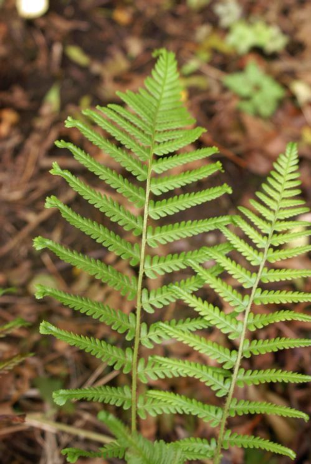 Dryopteris filix-mas 'Furcans' Forked Male Fern P9 (0.5 litre)