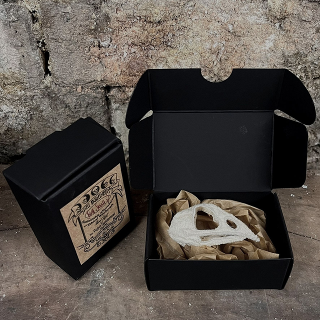 Little Bird Skull