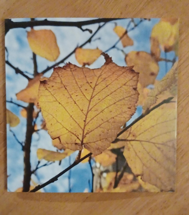 Autumn Hazel leaves greetings card