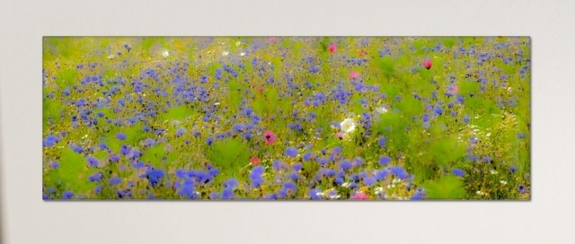 Welsh Wild Flowers - limited edition canvas print