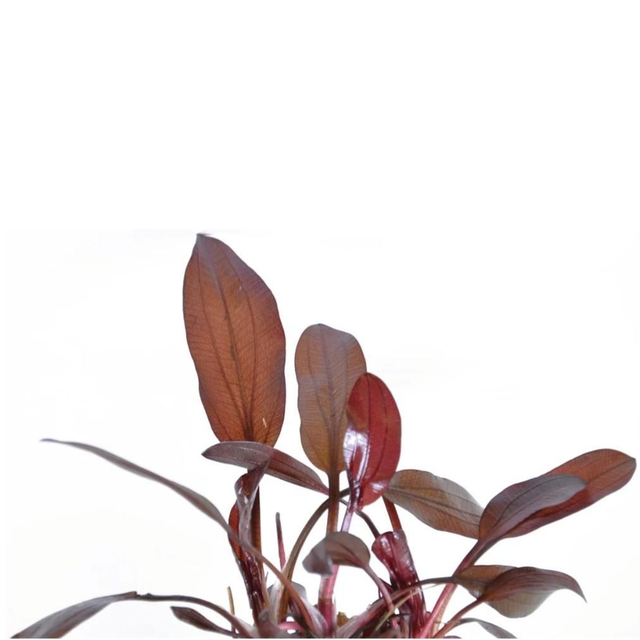 Easygrow Echinodorus Reni 8715897322419