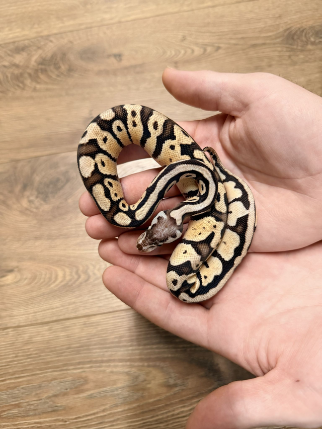 CB26 Desert Ghost Male