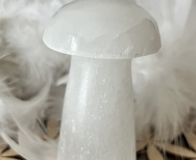Champignon sélénite 