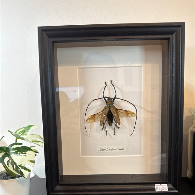 Mango Longhorn Beetle 