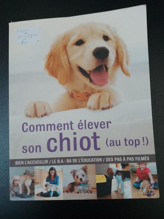 Comment élever son chiot