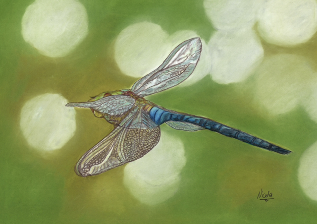 Dragonfly flying away