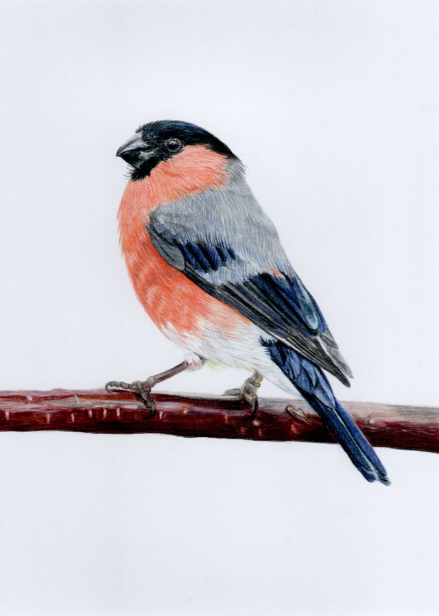 Bullfinch Original Drawing