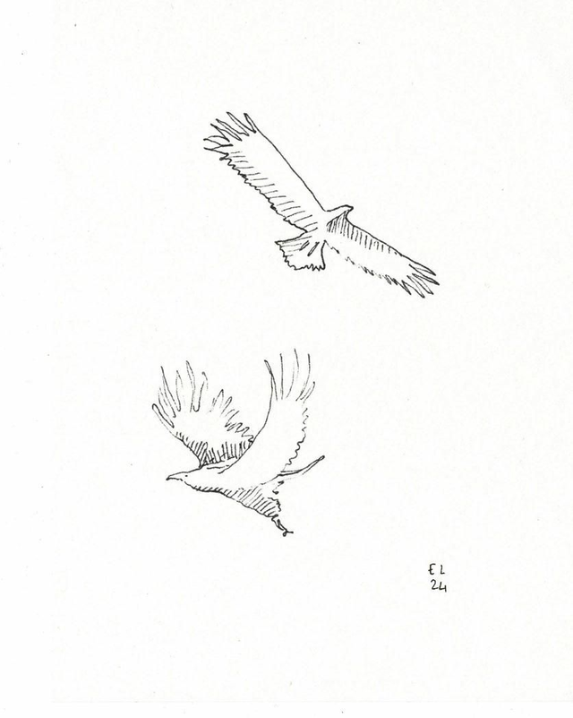 Oiseaux
