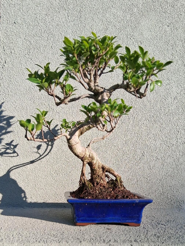 J18 . Ficus microcarpa vaso bonsai a palchi