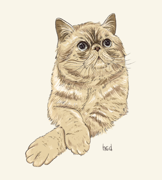 Colour Pet Portrait